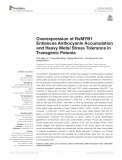 Overexpression of RsMYB1 enhances anthocyanin accumulation and heavy metal stress tolerance in transgenic petunia