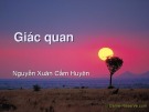 Bài giảng Giác quan