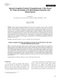 Saponaria bargyliana gombault (Caryophyllaceae): A new record for Turkey and analysis of its morphological characters with related species