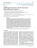 GABAergic alterations in the rat testis after methamphetamine exposure