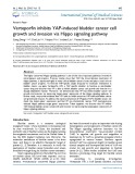 Verteporfin inhibits YAP-induced bladder cancer cell growth and invasion via Hippo signaling pathway