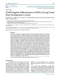 SCAPs regulate differentiation of DFSCs during tooth root development in swine