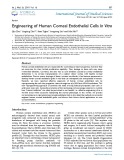 Engineering of human corneal endothelial cells in vitro