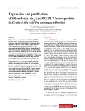 Expression and purification of thioredoxin-his6 -ZmDREB2.7 fusion protein in Escherichia coli for raising antibodies