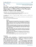 FDG-PET and NeuN-GFAP immunohistochemistry of hippocampus at different phases of the pilocarpine model of temporal lobe epilepsy