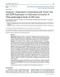 Syndecan-1 expression is associated with tumor size and EGFR expression in colorectal carcinoma: A clinicopathological study of 230 cases