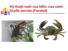 Bài giảng Kỹ thuật nuôi cua biển: Cua xanh Scylla serrata (Forskal)