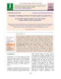 Evaluation of antifungal activity of curcumin against Aspergillus flavus