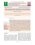 Studies on persistence toxicity of thiamethoxam 25 WDG, imidacloprid 17.8 SL and dimethoate 30 EC against aphis craccivora koch. in Cowpea