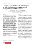 Analysis of genetic diversity in Pa Co pine (Pinus kwangtungensis Chun ex Tsiang) using RAPD and ISSR markers