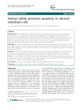 Indoxyl sulfate promotes apoptosis in cultured osteoblast cells