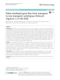 Pollen-mediated gene flow from transgenic to non-transgenic switchgrass (Panicum virgatum L.) in the field