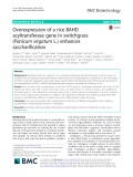 Overexpression of a rice BAHD acyltransferase gene in switchgrass (Panicum virgatum L.) enhances saccharification