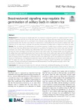 Brassinosteroid signaling may regulate the germination of axillary buds in ratoon rice