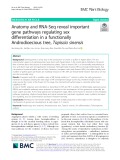 Anatomy and RNA-Seq reveal important gene pathways regulating sex differentiation in a functionally Androdioecious tree, Tapiscia sinensis