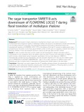 The sugar transporter SWEET10 acts downstream of FLOWERING LOCUS T during floral transition of Arabidopsis thaliana