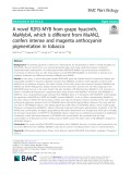 A novel R2R3-MYB from grape hyacinth, MaMybA, which is different from MaAN2, confers intense and magenta anthocyanin pigmentation in tobacco