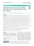 Identification of two recessive etiolation genes (py1, py2) in pakchoi (Brassica rapa L. ssp. chinensis)