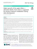 Higher growth of the apple (Malus × domestica Borkh.) fruit cortex is supported by resource intensive metabolism during early development