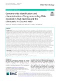 Genome-wide identification and characterization of long non-coding RNAs involved in fruit ripening and the climacteric in Cucumis melo