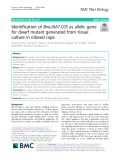 Identification of Bna.IAA7.C05 as allelic gene for dwarf mutant generated from tissue culture in oilseed rape