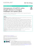 Overexpression of GmNFYA5 confers drought tolerance to transgenic Arabidopsis and soybean plants