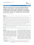 Efficient expression of codon-adapted affinity tagged super folder green fluorescent protein for synchronous protein localization and affinity purification studies in Tetrahymena thermophila