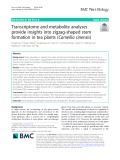 Transcriptome and metabolite analyses provide insights into zigzag-shaped stem formation in tea plants (Camellia sinensis)