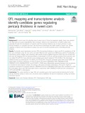 QTL mapping and transcriptome analysis identify candidate genes regulating pericarp thickness in sweet corn