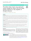 The barley stripe mosaic virus expression system reveals the wheat C2H2 zinc finger protein TaZFP1B as a key regulator of drought tolerance