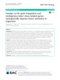 Foreign cry1Ac gene integration and endogenous borer stress-related genes synergistically improve insect resistance in sugarcane