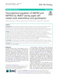 Transcriptional regulation of MdPIN3 and MdPIN10 by MdFLP during apple selfrooted stock adventitious root gravitropism