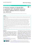 A missense mutation of plastid RPS4 is associated with chlorophyll deficiency in Chinese cabbage (Brassica campestris ssp. pekinensis)