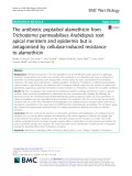 The antibiotic peptaibol alamethicin from Trichoderma permeabilises Arabidopsis root apical meristem and epidermis but is antagonised by cellulase-induced resistance to alamethicin