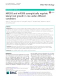 MiR393 and miR390 synergistically regulate lateral root growth in rice under different conditions