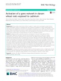 Activation of a gene network in durum wheat roots exposed to cadmium