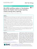 MicroRNA profiling analysis of developing berries for ‘Kyoho’ and its early-ripening mutant during berry ripening