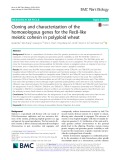 Cloning and characterization of the homoeologous genes for the Rec8-like meiotic cohesin in polyploid wheat