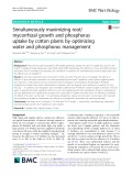 Simultaneously maximizing root/ mycorrhizal growth and phosphorus uptake by cotton plants by optimizing water and phosphorus management