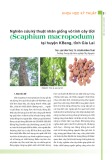 Nghiên cứu kỹ thuật nhân giống vô tính cây Ươi (Scaphium macropodum) tại huyện KBang, tỉnh Gia Lai