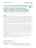 Metabolic model of central carbon and energy metabolisms of growing Arabidopsis thaliana in relation to sucrose translocation