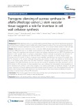 Transgene silencing of sucrose synthase in alfalfa (Medicago sativa L.) stem vascular tissue suggests a role for invertase in cell wall cellulose synthesis
