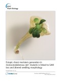 Ectopic shoot meristem generation in monocotyledonous rpk1 mutants is linked to SAM loss and altered seedling morphology