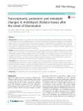 Transcriptomic, proteomic and metabolic changes in Arabidopsis thaliana leaves after the onset of illumination