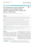 The development of type VI glandular trichomes in the cultivated tomato Solanum lycopersicum and a related wild species S. habrochaites