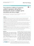Transcriptome profiling of grapevine seedless segregants during berry development reveals candidate genes associated with berry weight