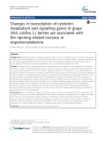 Changes in transcription of cytokinin metabolism and signalling genes in grape (Vitis vinifera L.) berries are associated with the ripening-related increase in isopentenyladenine