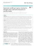 Expression profiling of genes involved in drought stress and leaf senescence in juvenile barley