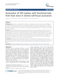 Association of SSR markers with functional traits from heat stress in diverse tall fescue accessions