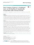 Direct imaging of glycans in Arabidopsis roots via click labeling of metabolically incorporated azido-monosaccharides